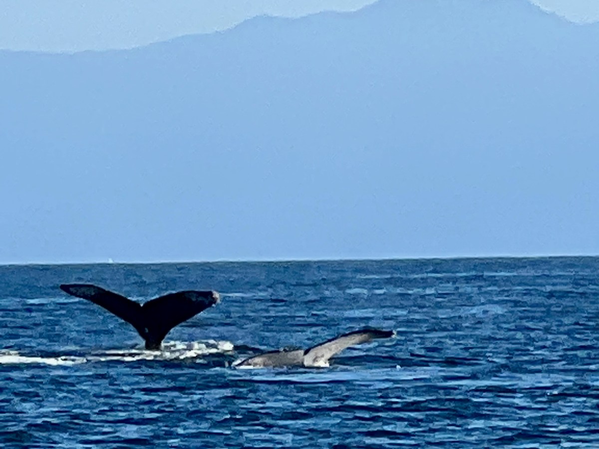 1/1/22  –  4/6/22:  Puerto Escondido to Puerto&nbsp;Vallarta